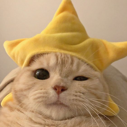 什么是SC币?SC币最新价格行情分析