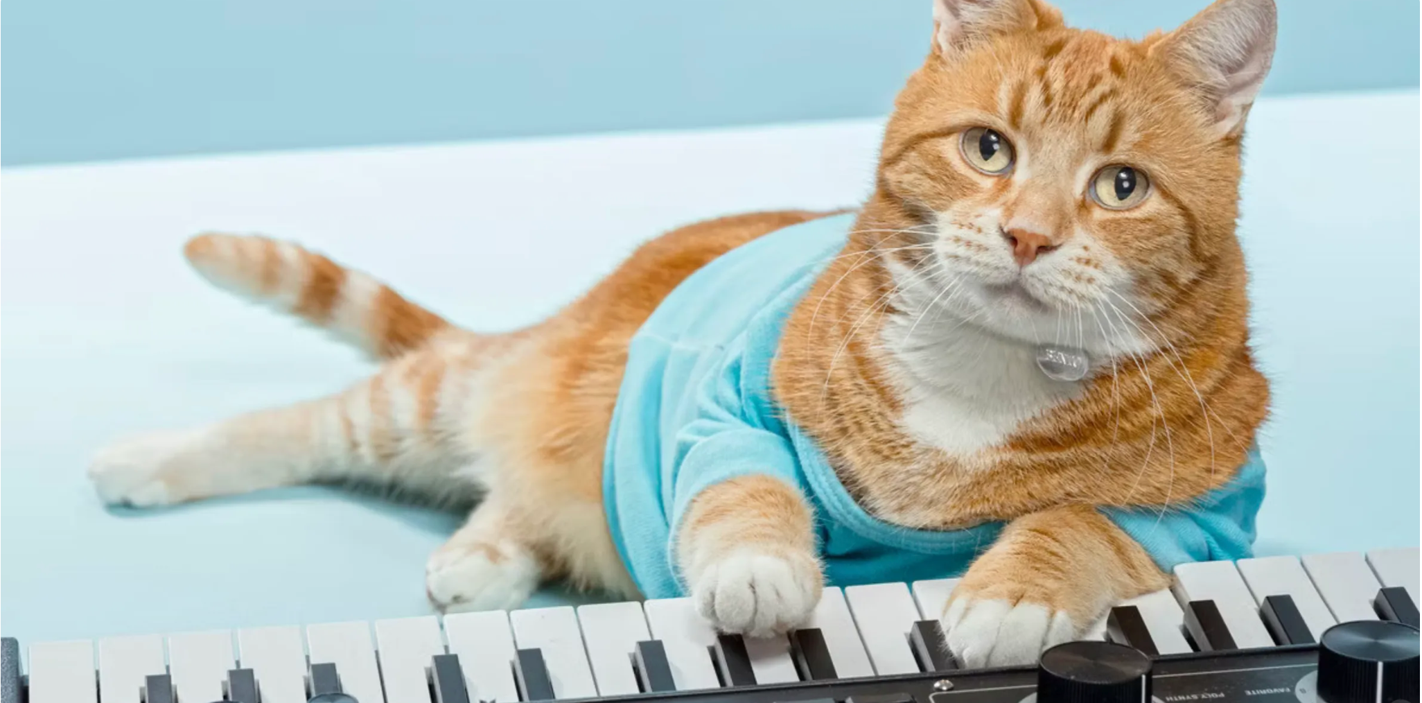 键盘猫MEME币KEYCAT(Keyboard Cat)是什么? 键盘猫MEME币KEYCAT(Keyboard Cat)是什么?