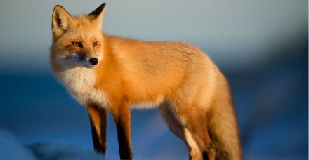 以太坊钱包MetaMask与DeFi巨头Aave合作，增加稳定币收益